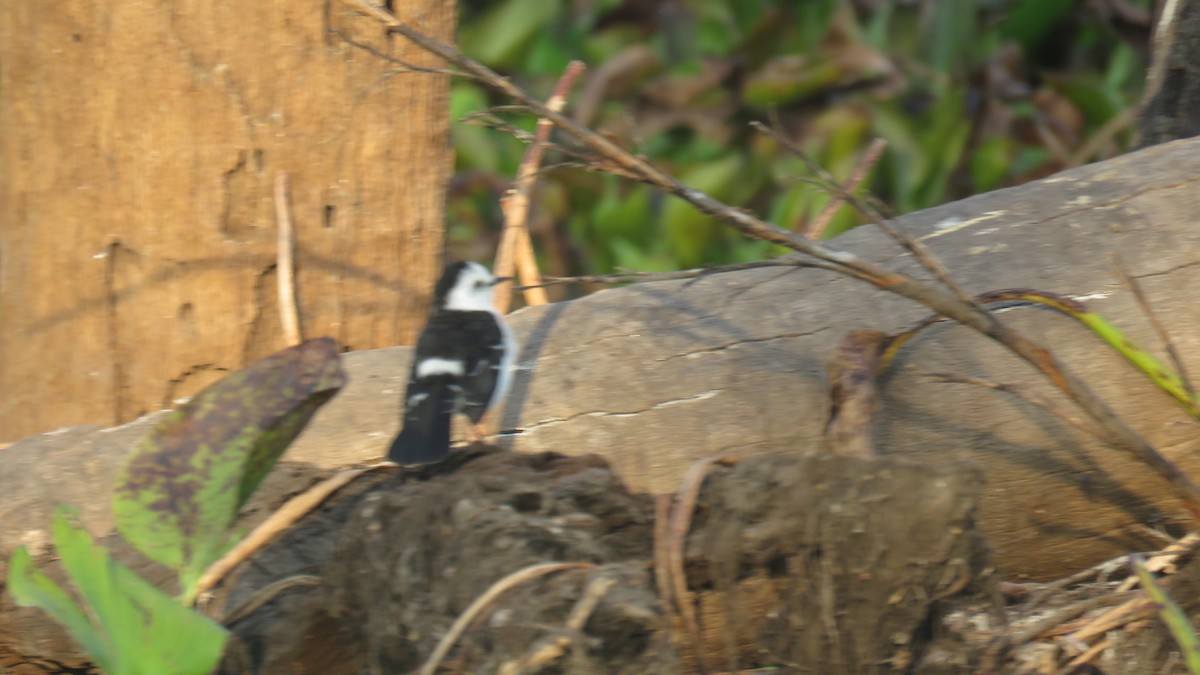 Черноспинный мухолов - ML643903120