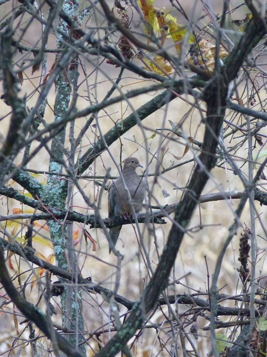 Mourning Dove - ML643903135