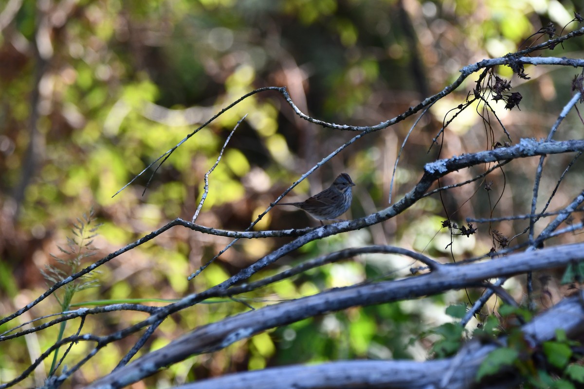 Lincoln's Sparrow - ML643903153