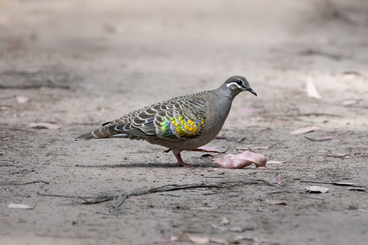 Common Bronzewing - ML643903157
