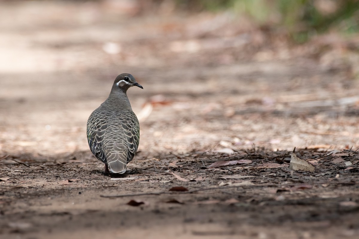 Common Bronzewing - ML643903158