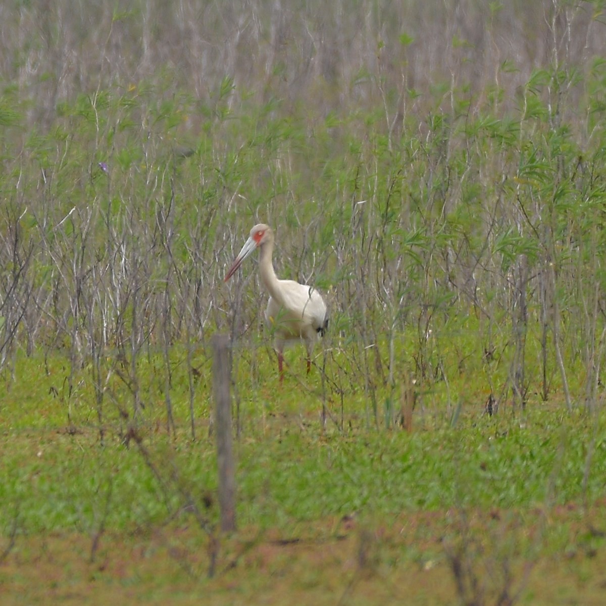 Maguari Stork - ML643903165