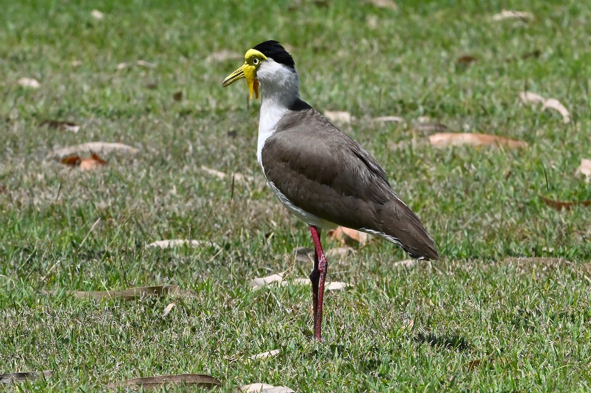 Hegabera maskaraduna - ML643903187