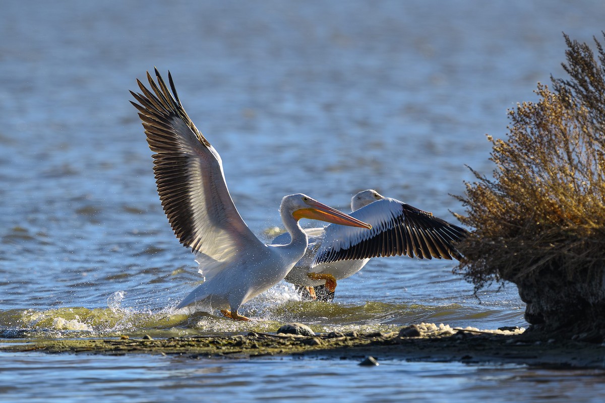American White Pelican - ML643903195
