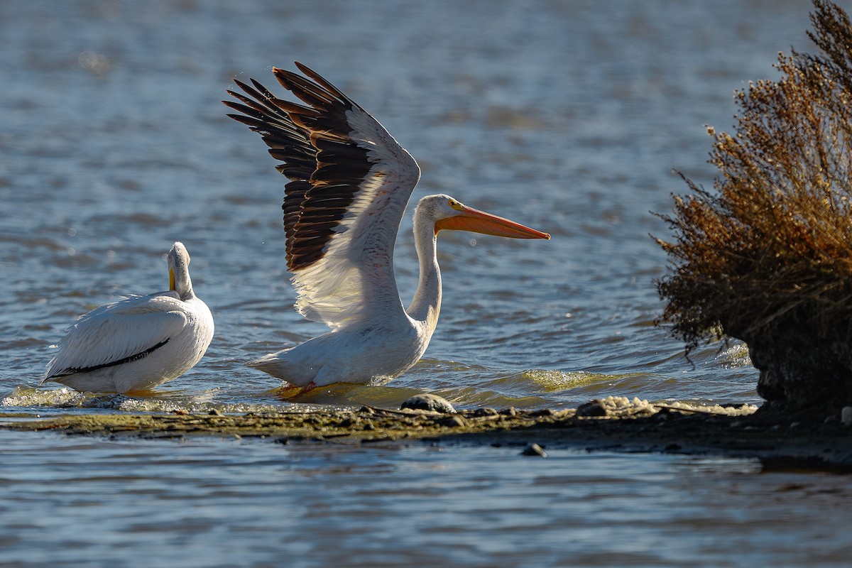 American White Pelican - ML643903196