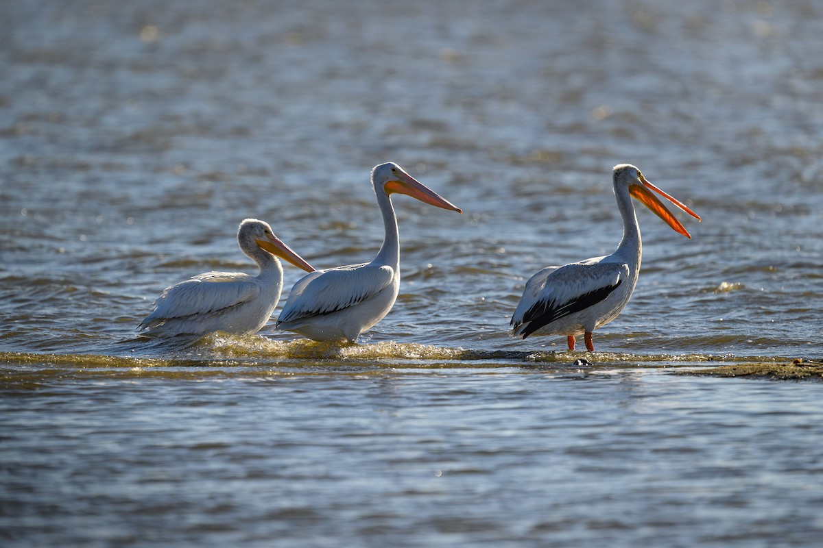 American White Pelican - ML643903197