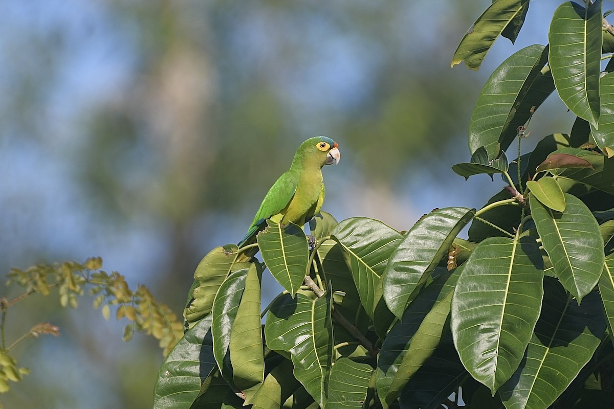Aratinga Frentinaranja - ML643903203