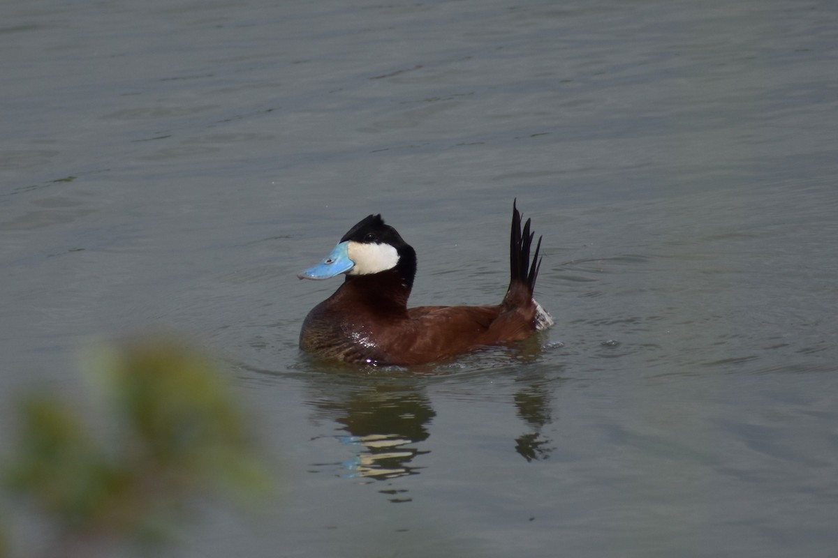 Ruddy Duck - ML643903207