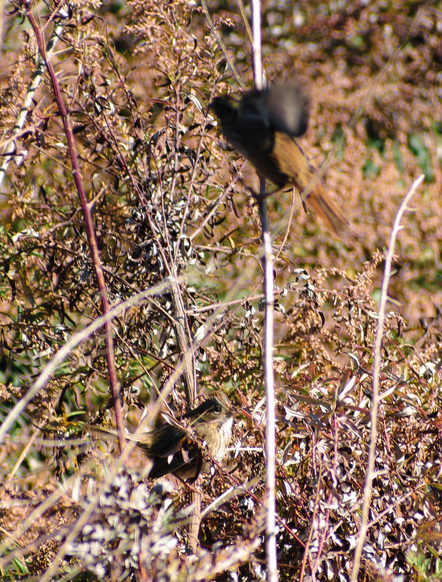 Lincoln's Sparrow - ML643903208