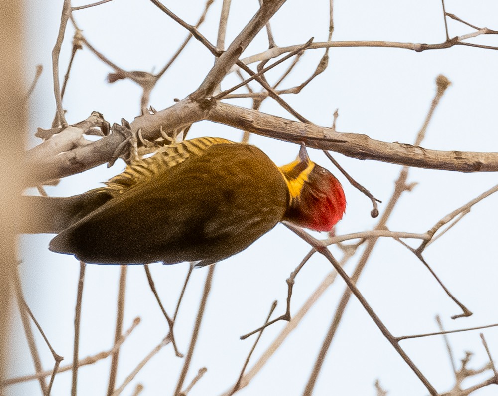 モリゲラ - ML643903242