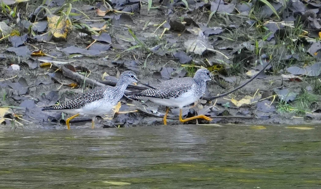 Greater Yellowlegs - ML643903244