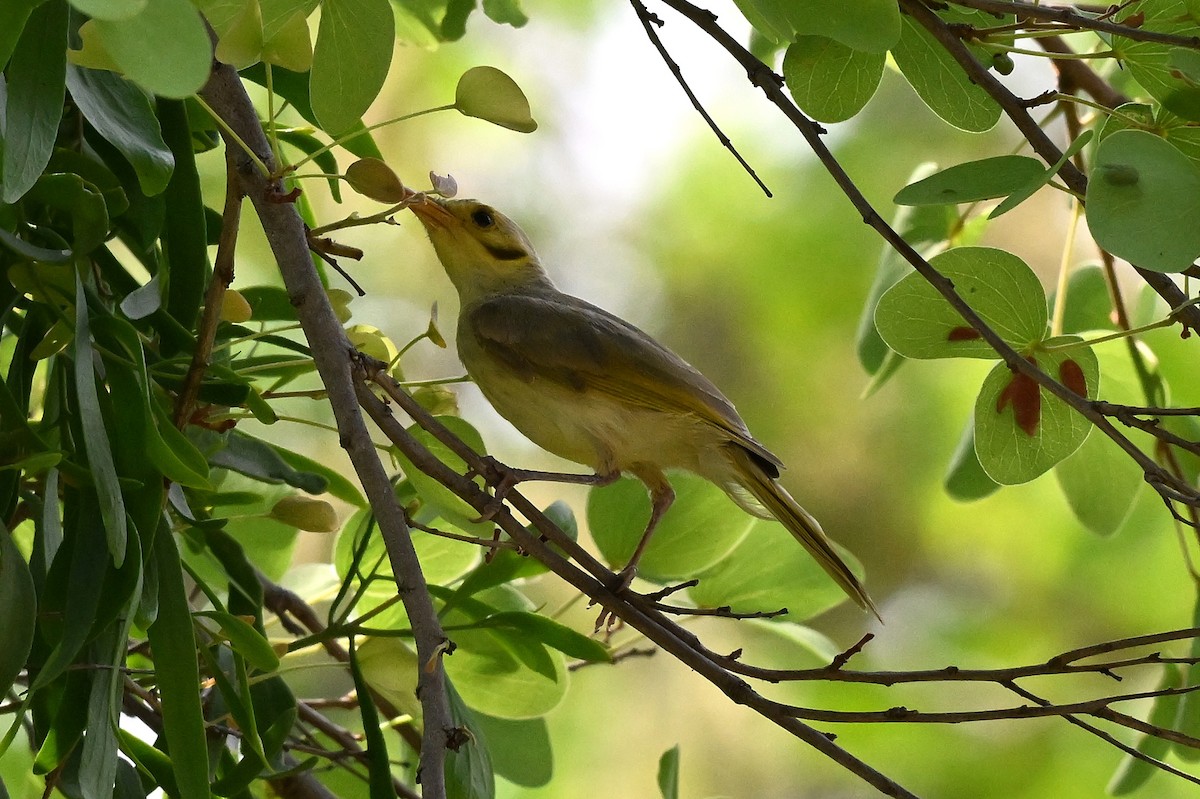Yellow-tinted Honeyeater - ML643903251