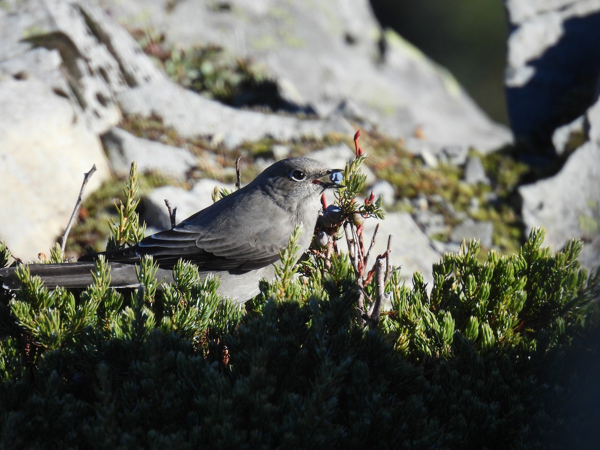 Townsend's Solitaire - ML643903254