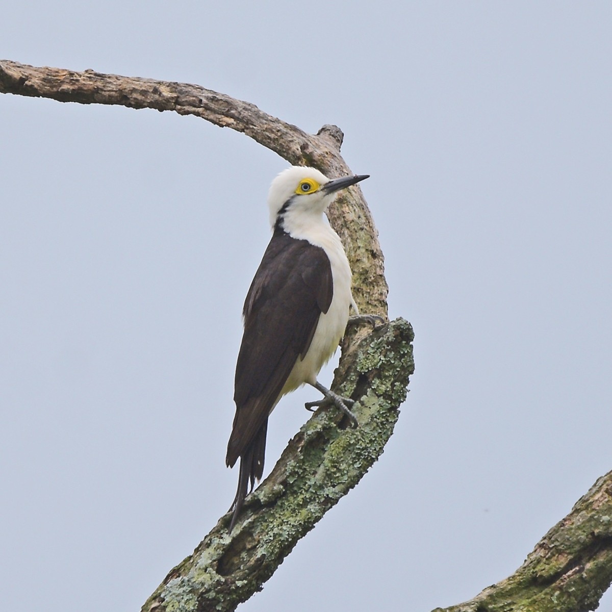 White Woodpecker - ML643903259