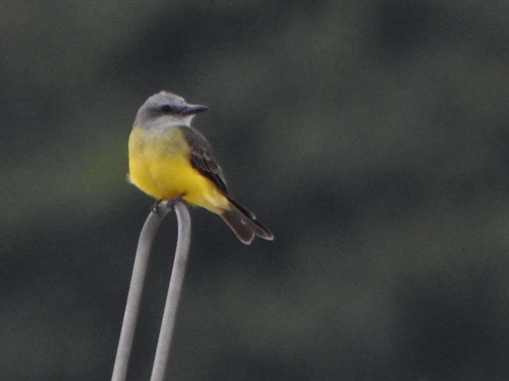 Tropical Kingbird - ML643903266