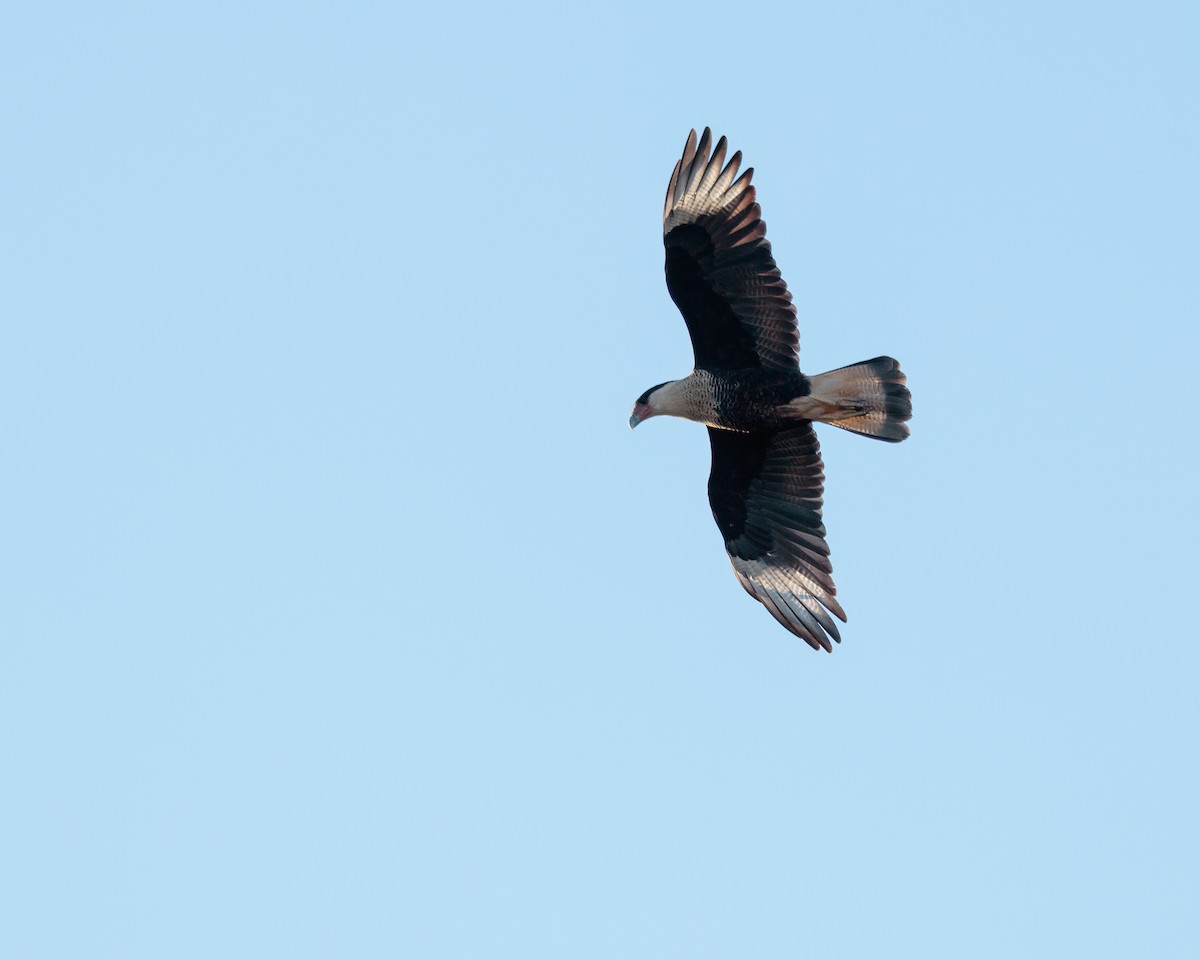 Crested Caracara - ML643903268