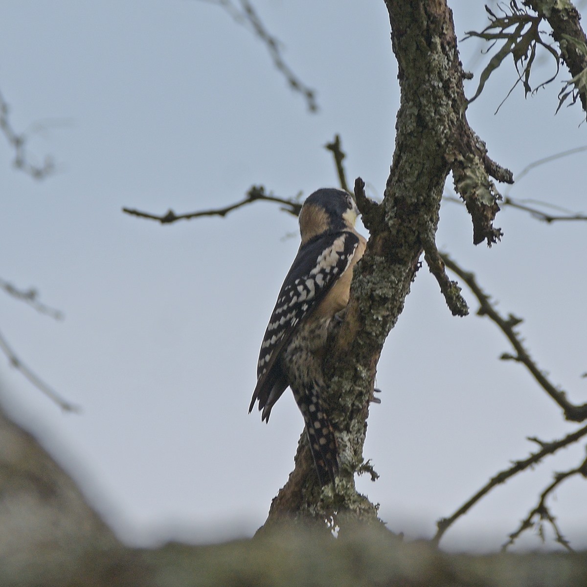 White-fronted Woodpecker - ML643903269