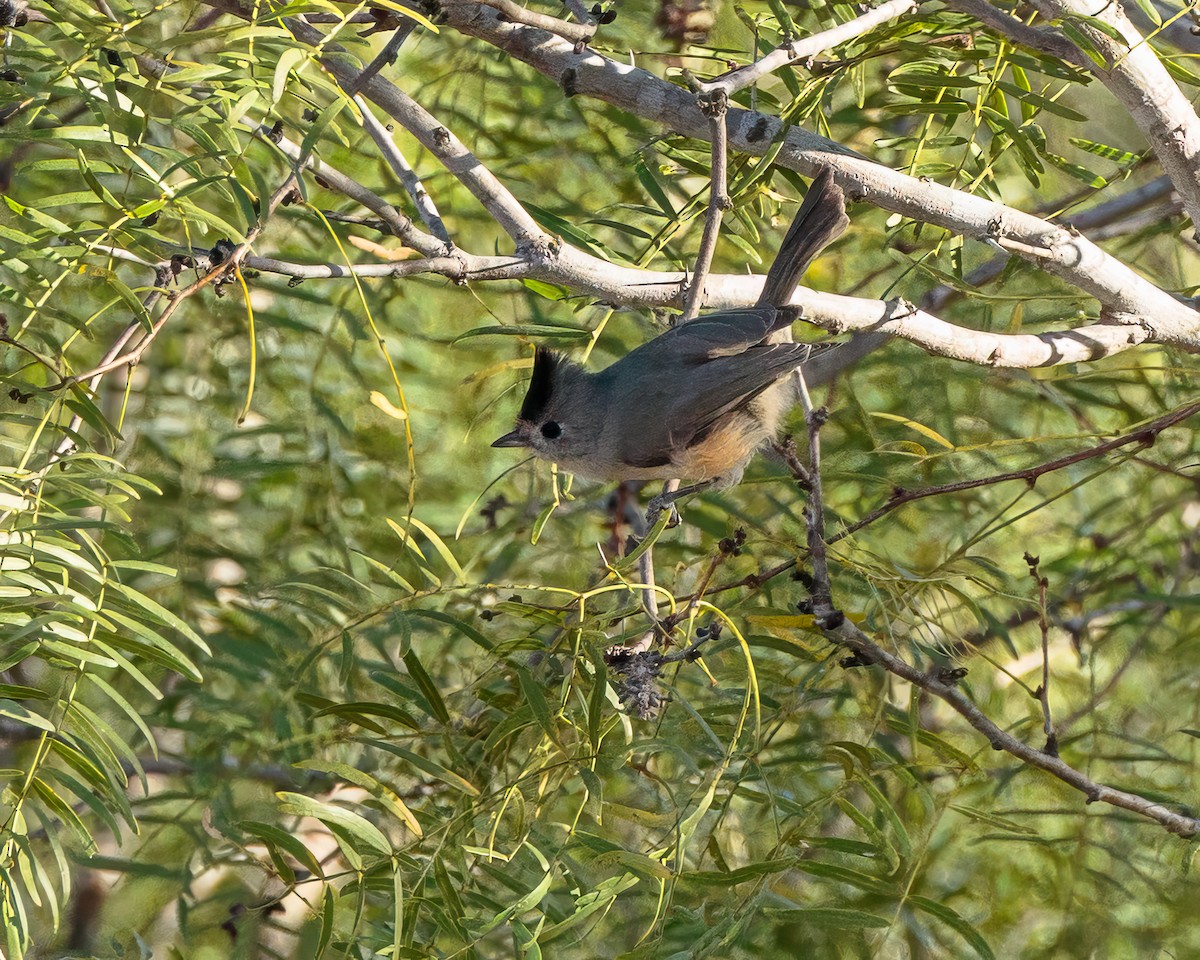 Black-crested Titmouse - ML643903274