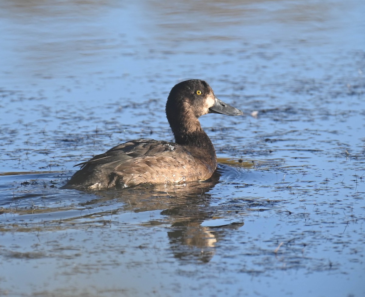 Greater Scaup - ML643903278