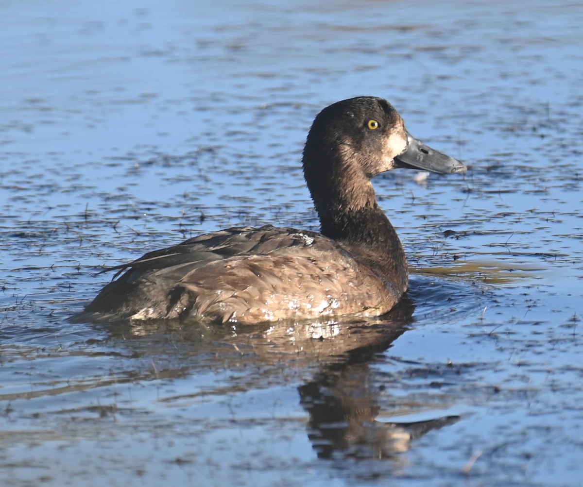 Greater Scaup - ML643903279