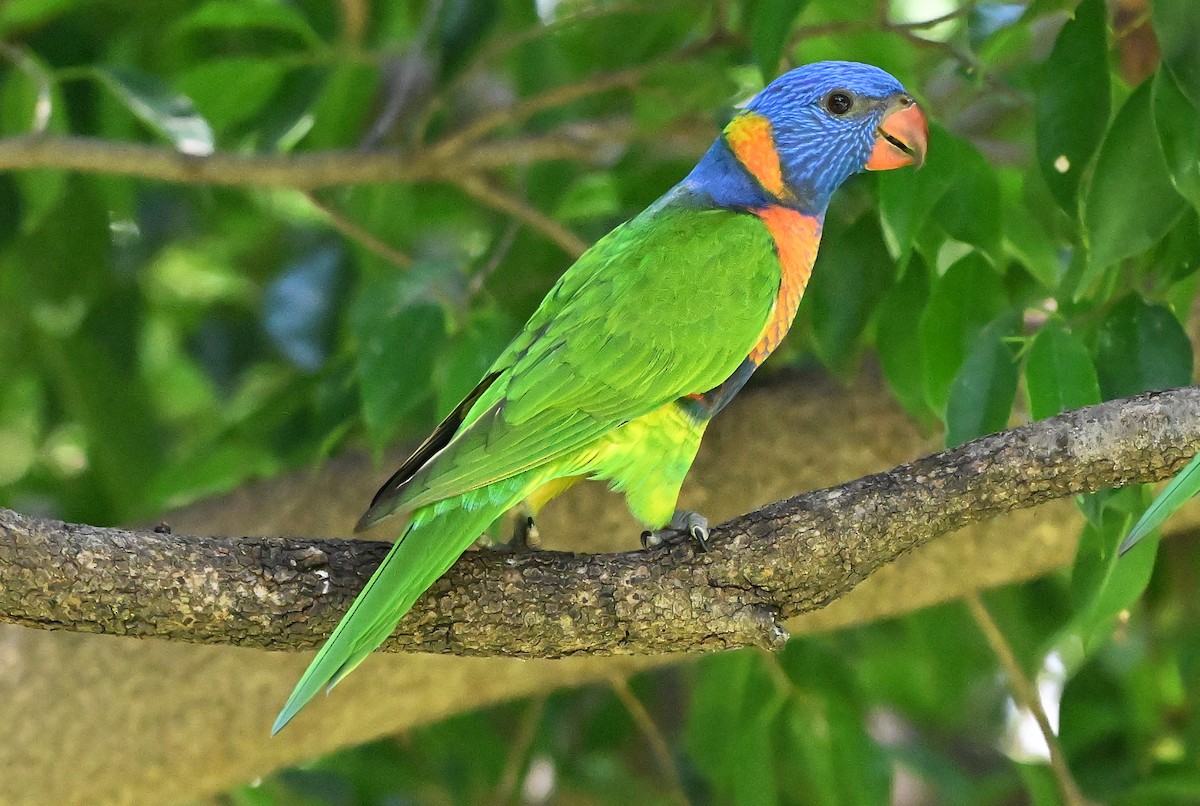 Red-collared Lorikeet - ML643903285
