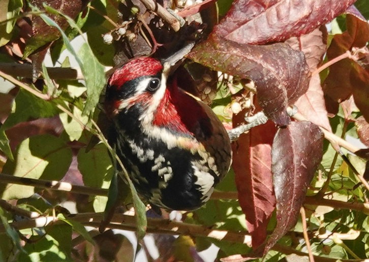 Chupasavia Nuquirrojo/Pechirrojo - ML643903287
