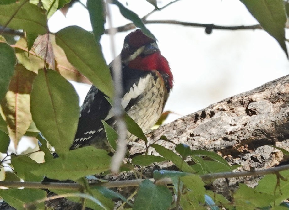 Chupasavia Nuquirrojo/Pechirrojo - ML643903288