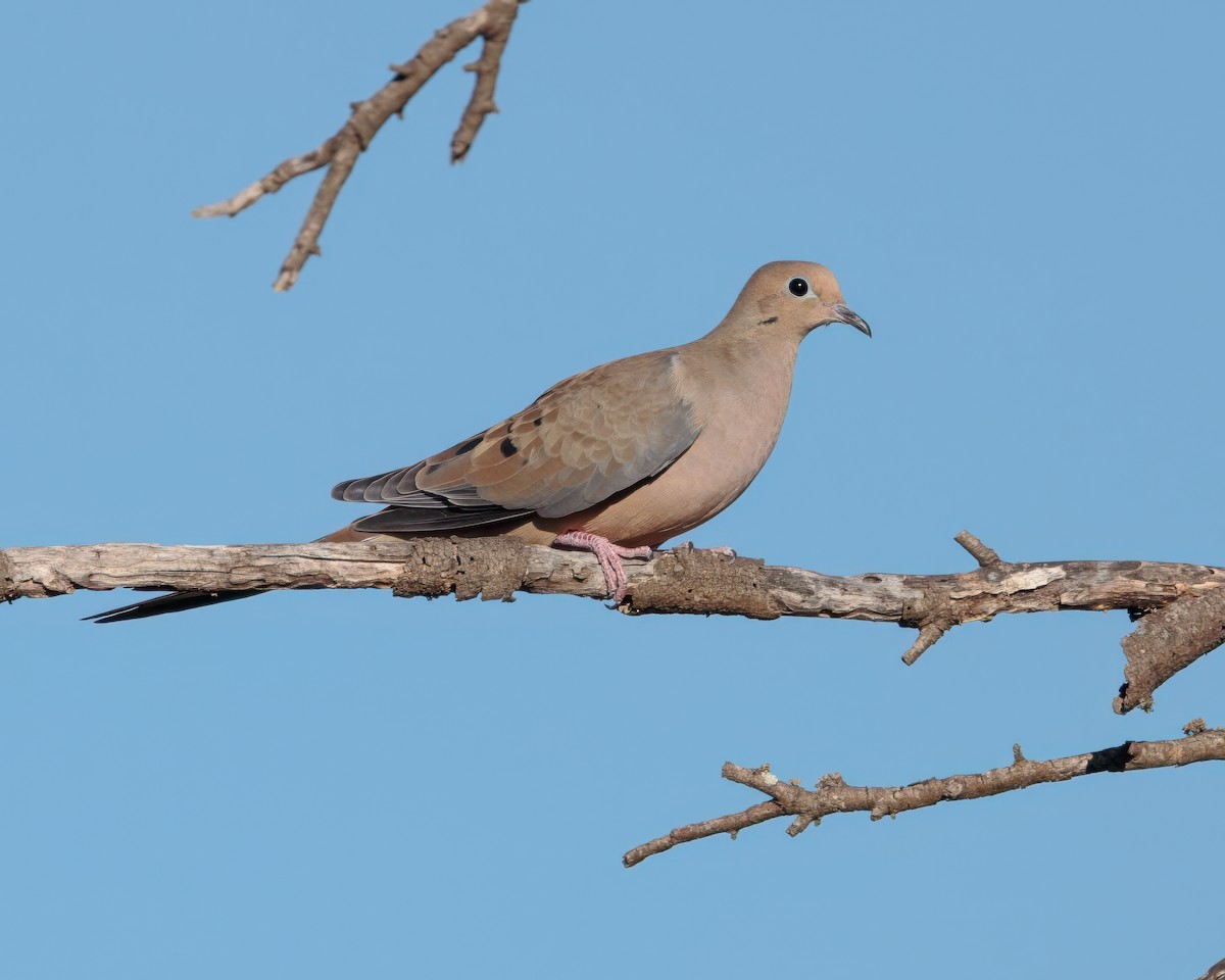 Mourning Dove - ML643903289