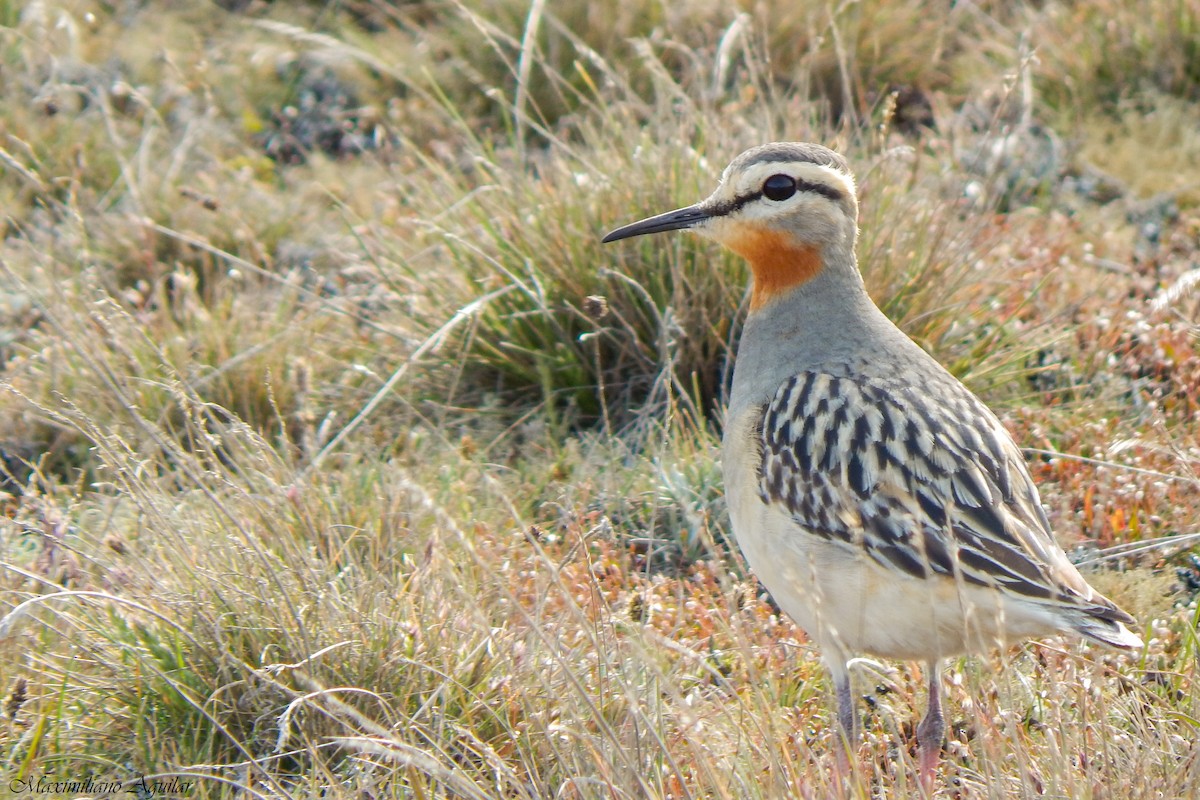 Tawny-throated Dotterel - ML643903294