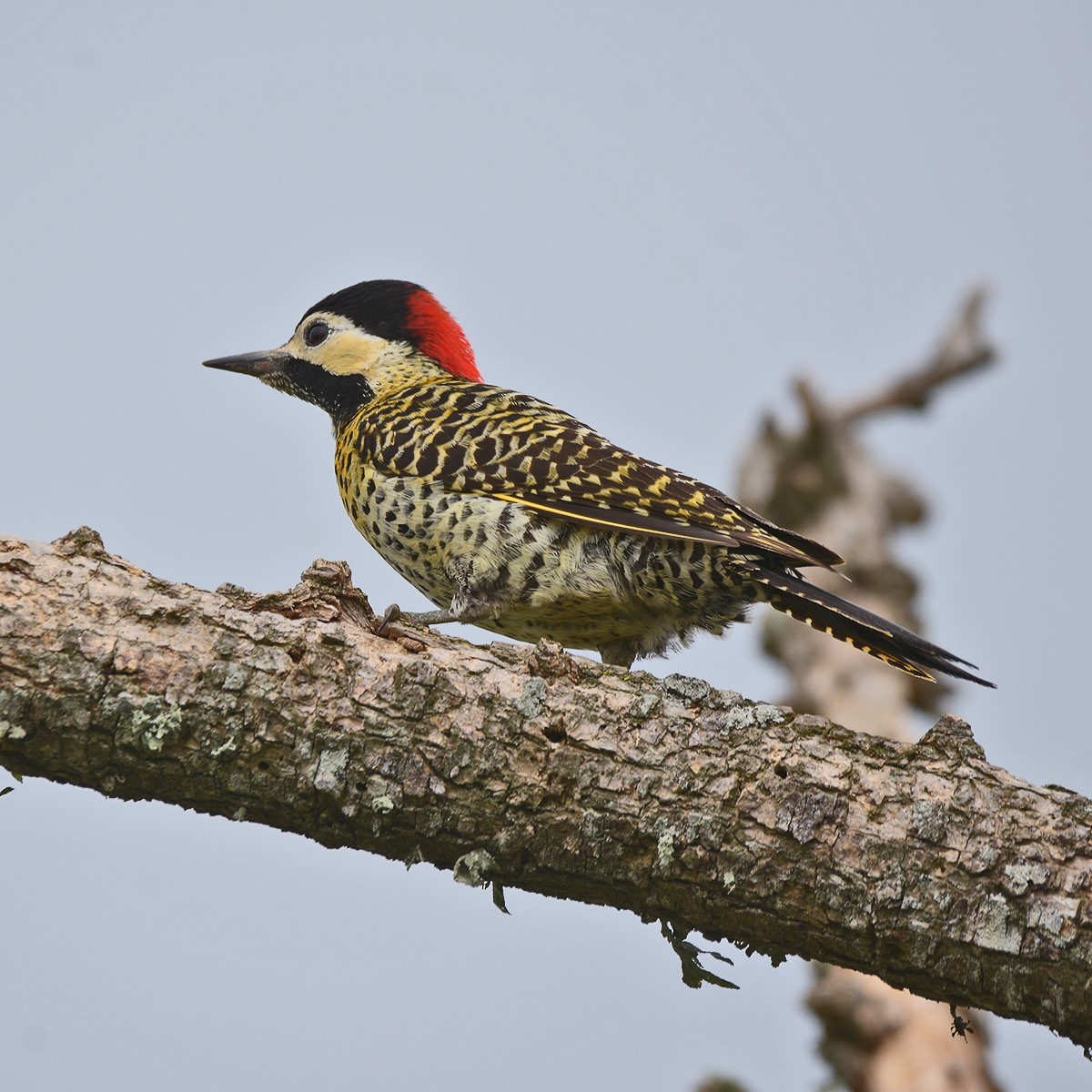 Green-barred Woodpecker - ML643903295