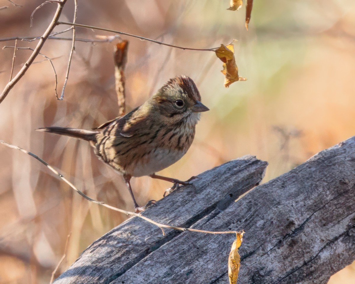 Lincoln's Sparrow - ML643903300