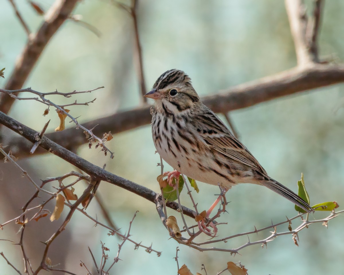 Vesper Sparrow - ML643903302
