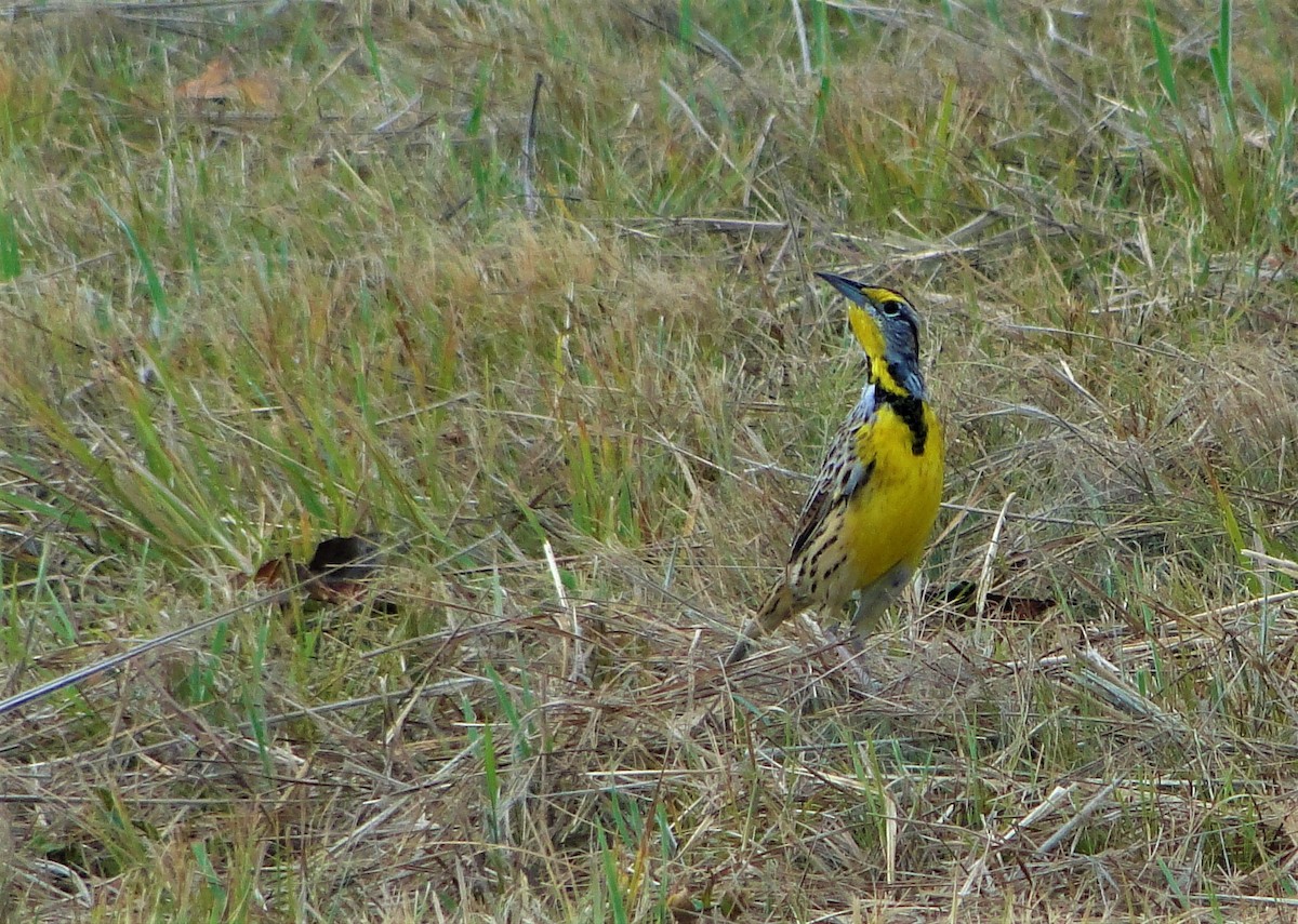 Eastern Meadowlark - ML64390331