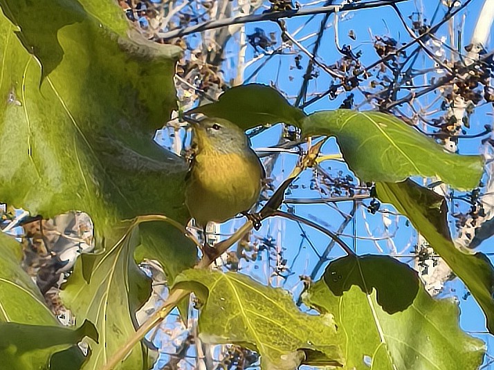 Northern Parula - ML643903310