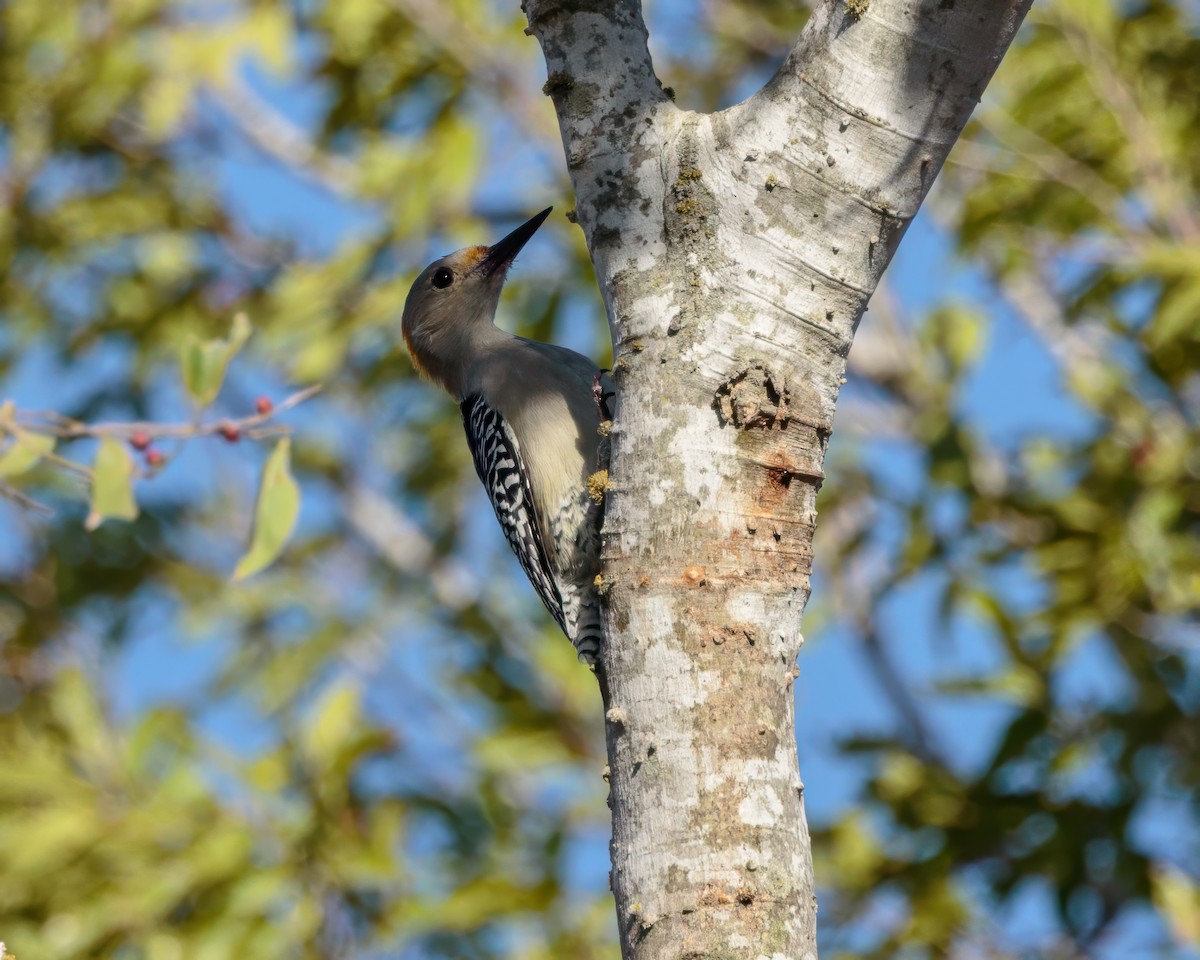 Golden-fronted Woodpecker - ML643903312
