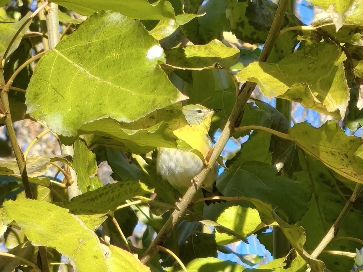 Northern Parula - ML643903317