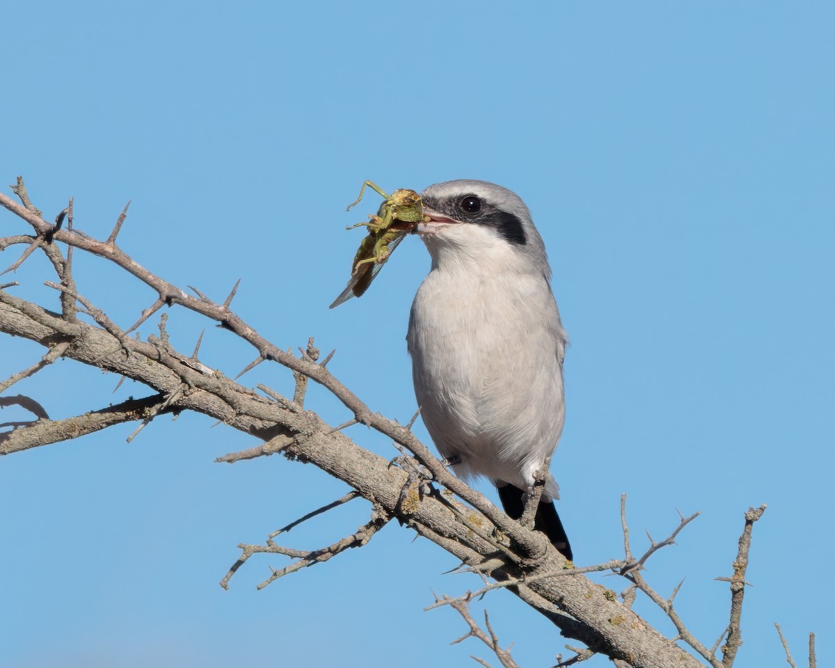Loggerhead Shrike - ML643903329
