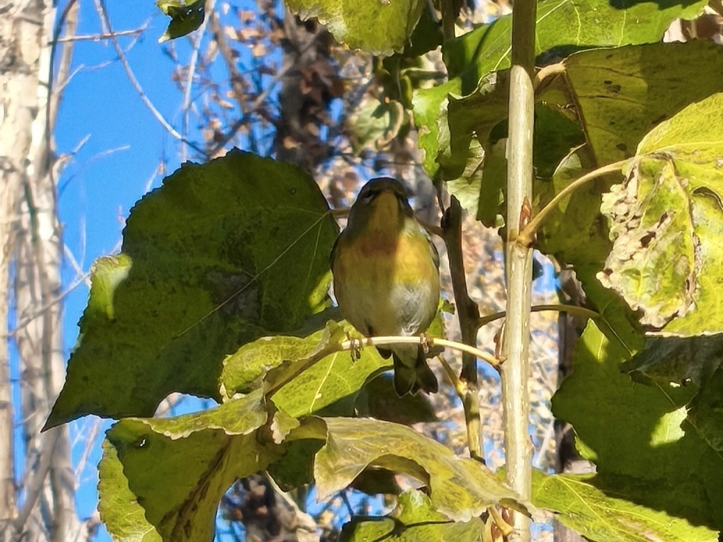 Northern Parula - ML643903331