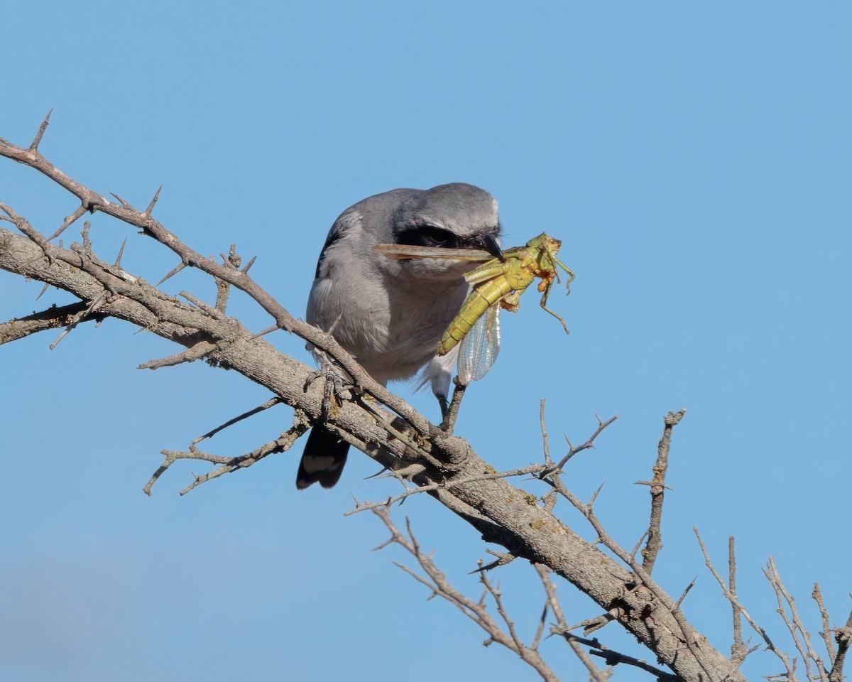 Loggerhead Shrike - ML643903334