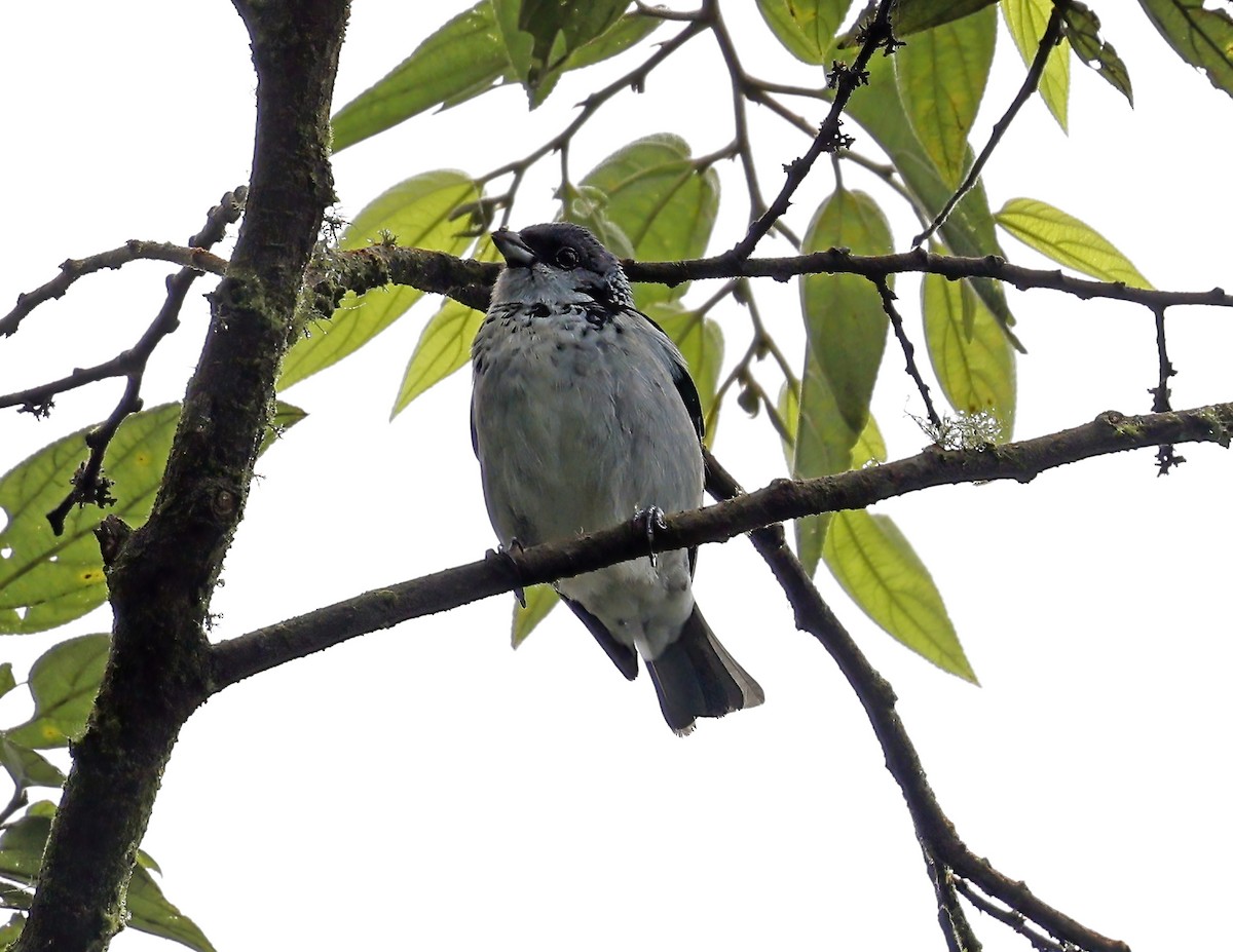 Çiapas Tangarası - ML643903339