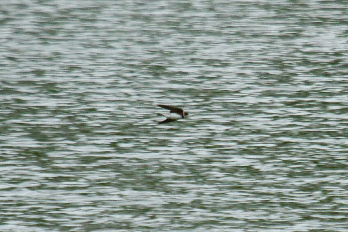 Bank Swallow - ML643903347