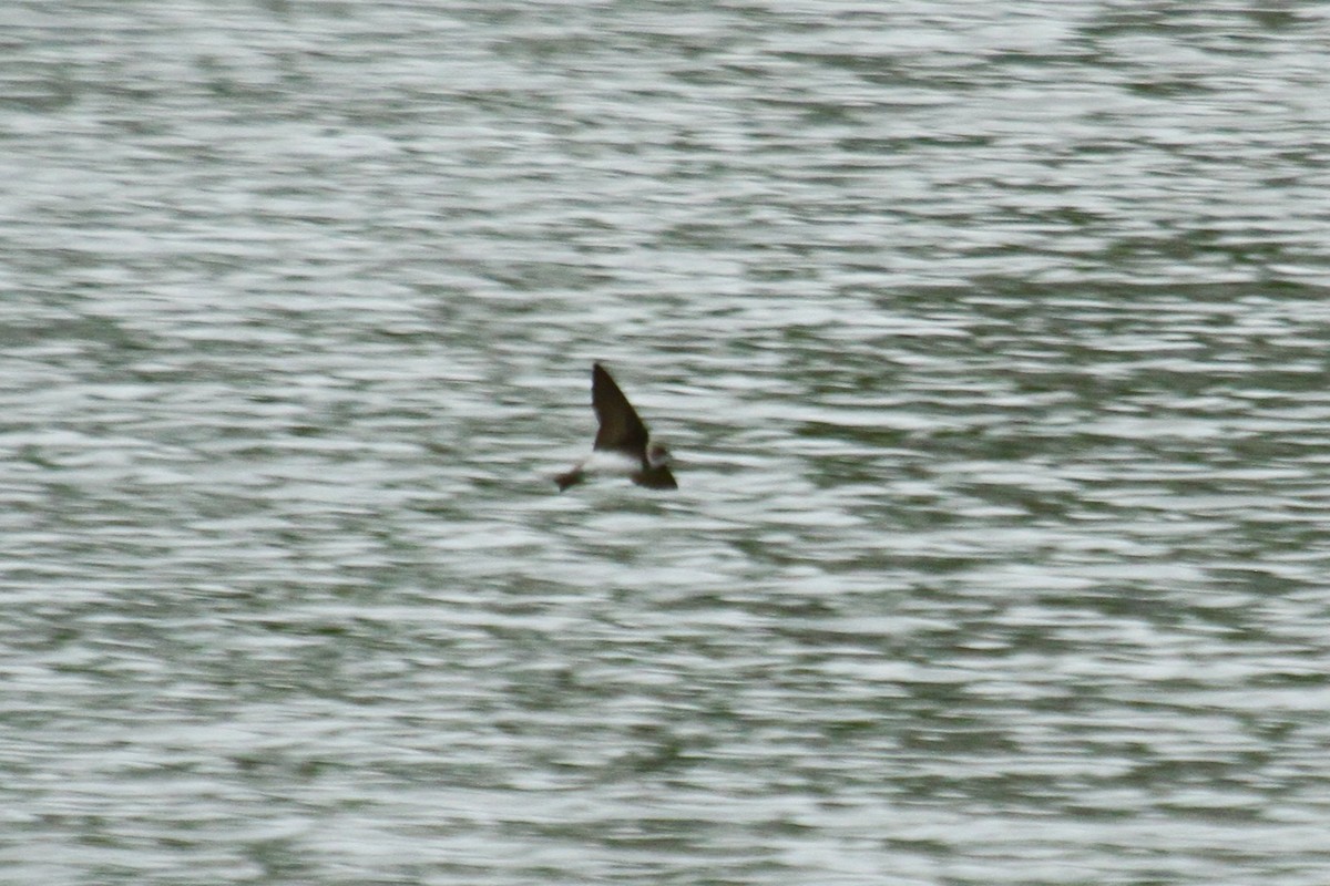 Bank Swallow - ML643903348