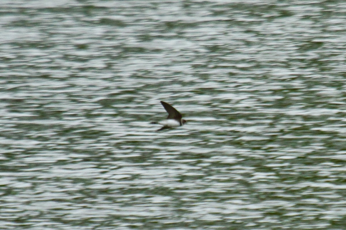 Bank Swallow - ML643903349
