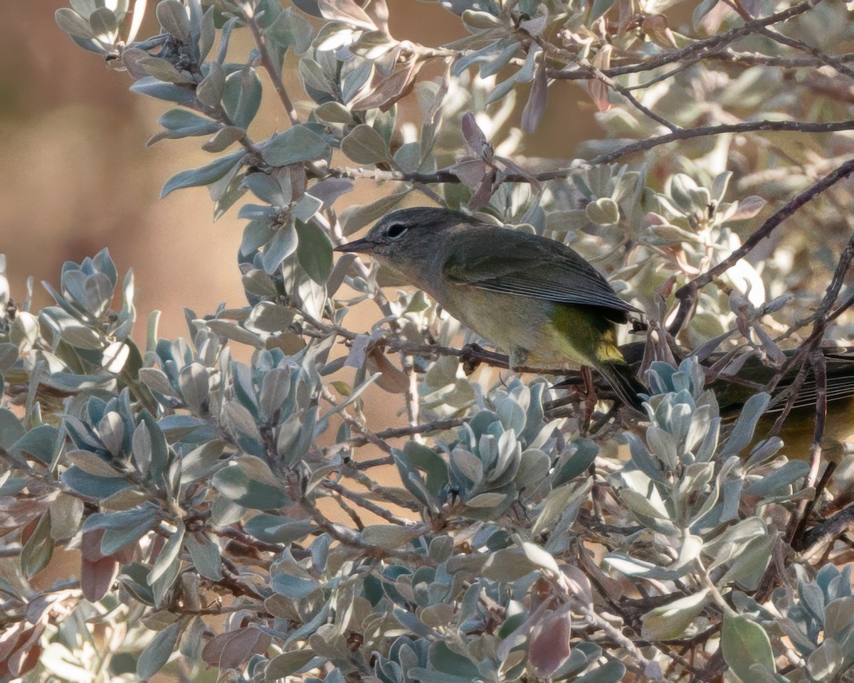 Orange-crowned Warbler - ML643903353