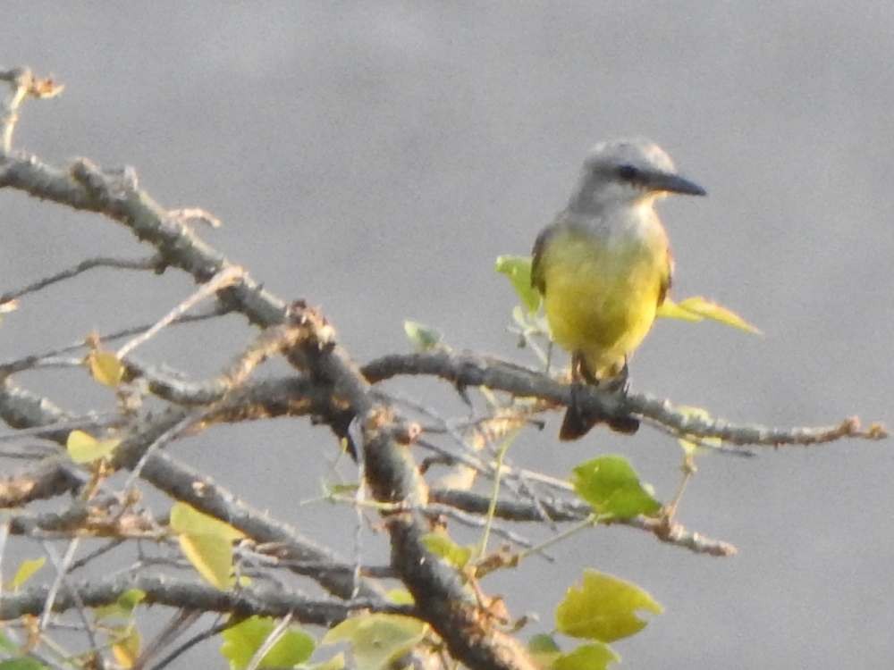 Tropical Kingbird - ML643903354
