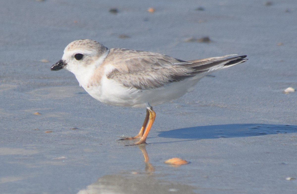 Piping Plover - ML643903358