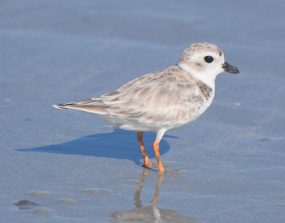 Piping Plover - ML643903359