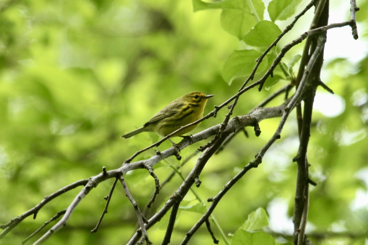 Prairie Warbler - ML643903361