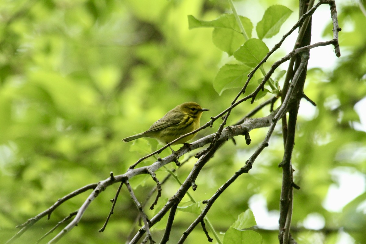 Prairie Warbler - ML643903362