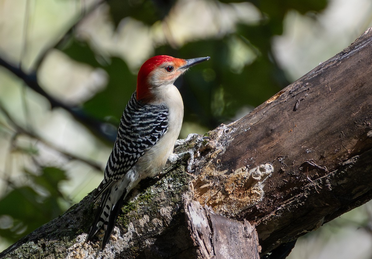 Red-bellied Woodpecker - ML643903364